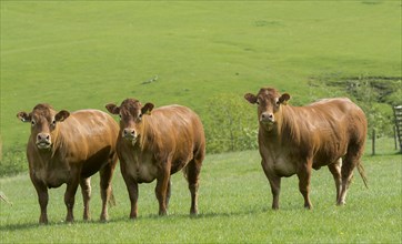 Limousin heifers out on pasture