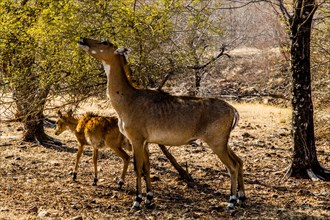Red hartebeest with young