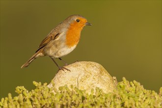 European Robin