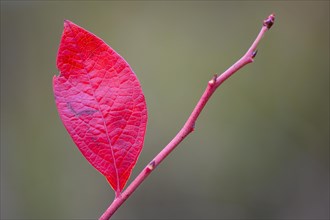 Red leaf of forest blueberry