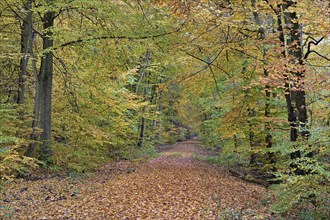 Hiking trail leads through autumn forest