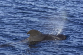 Long-finned pilot whale