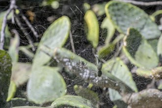 Spider web and tropical tent-web spider