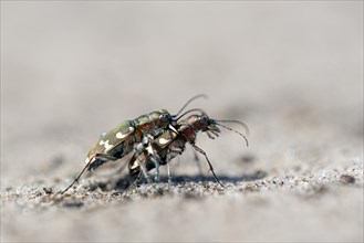 Dune Sand Beetle