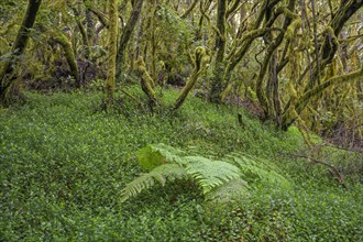 Fern and laurel forest at El Cedro