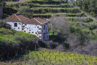 Beautiful old stone house with vineyard
