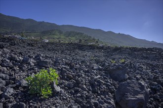 Green bush on lava field of San Juan volcano