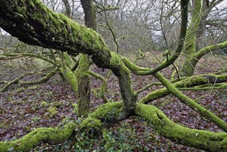 Mossy english oak