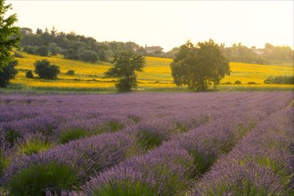 lavender fields at sunset