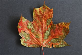 Colourful Mable Leaf