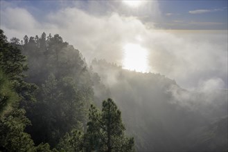 Foggy atmosphere with Canary Island canary island pine