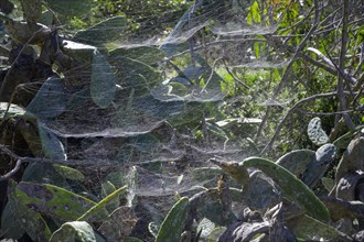 Spider web of the tropical tent-web spider