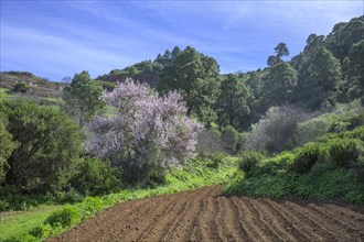 Freshly ploughed field and flowering almond tree