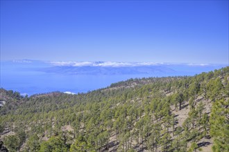 Forest with Canary Island canary island pine