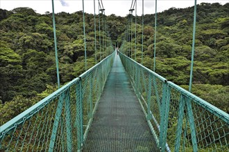 Suspension bridge and cloud forest in Selvatura Adventure Park