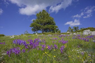 Pine and flower meadow