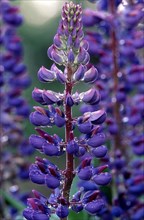 Lupine flower with narrow-leaved lupin