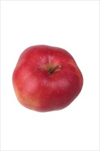Apple variety Red Easter Calvary