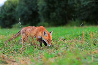 Red fox