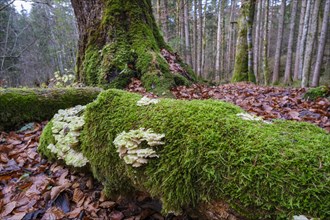 Mossy tree with tree fungus in the forest