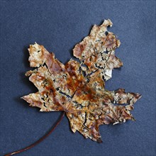Rotten Mable Leaf
