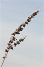 Common sorrel