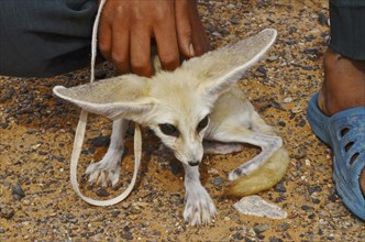 Boy with captured desert fox