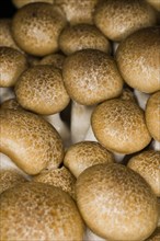 Edible beech mushrooms