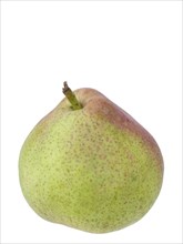 Pear variety Sterkmanns Butter Pear