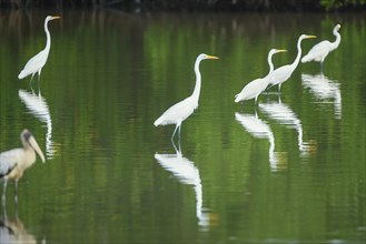 Great white egrets