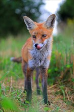 Red fox