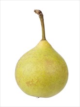 Pear variety Sugar pear