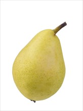Pear variety Santa Maria