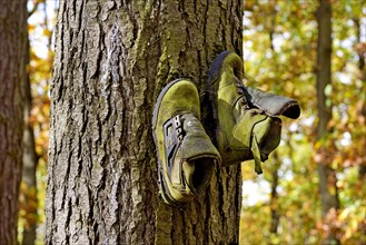 Old hiking boots hanging on a tree trunk