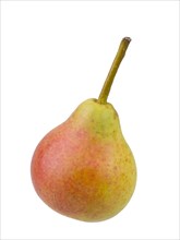 Pear variety Summer muscat pear