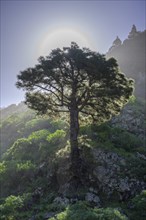 Canary island pine