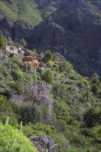 Mountain Village Masca In the Teno Mountains