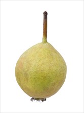 Pear Variety Norman Cider Pear