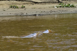 Two bolivian river dolphin