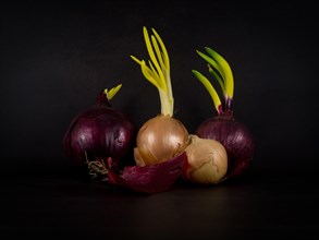 Still Life with Red and White Onions