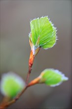 New leaves on a beech