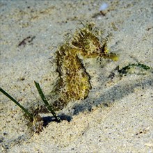 Yellow longnose seahorse
