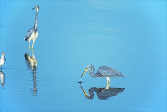Tricolored herons