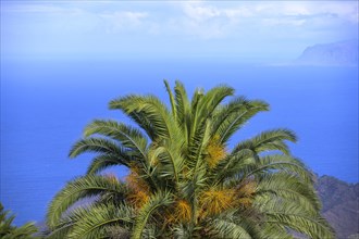 Canary Island date palm in front of blue sea