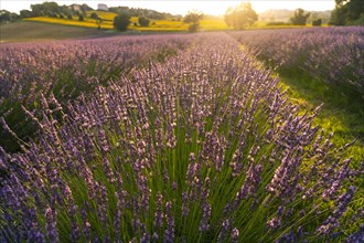 lavender fields at sunset