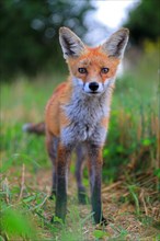 Red fox