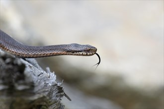 Common european viper