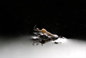 Macro photo of a long-horned fly