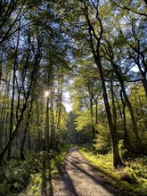 Narrow forest path in late summer in Schermbeck wolf area Kirchheller Heide