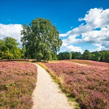 Hiking trail through typical heath landscape with flowering heather and juniper